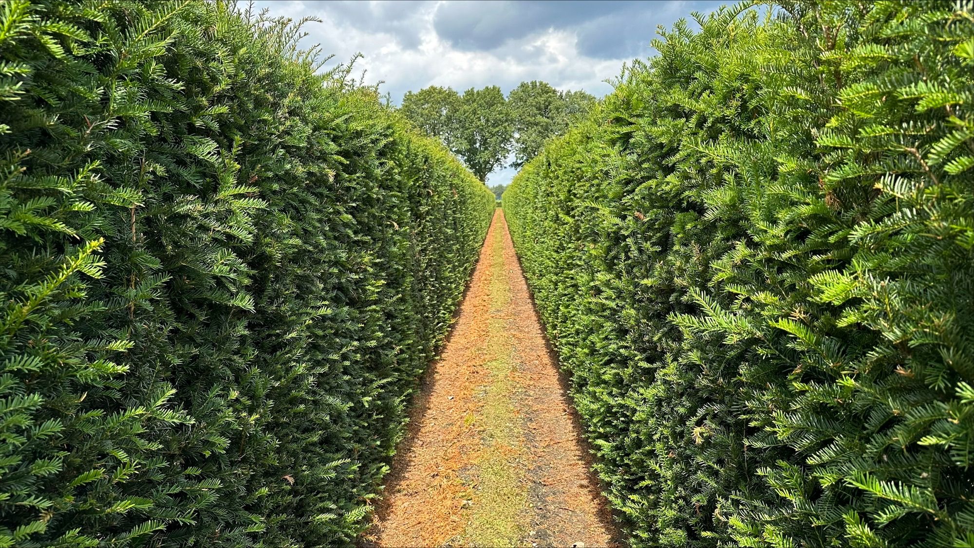 Gotowy żywopłot Cis, Laurowiśnia, Bluszcz (Hedera) Vernia