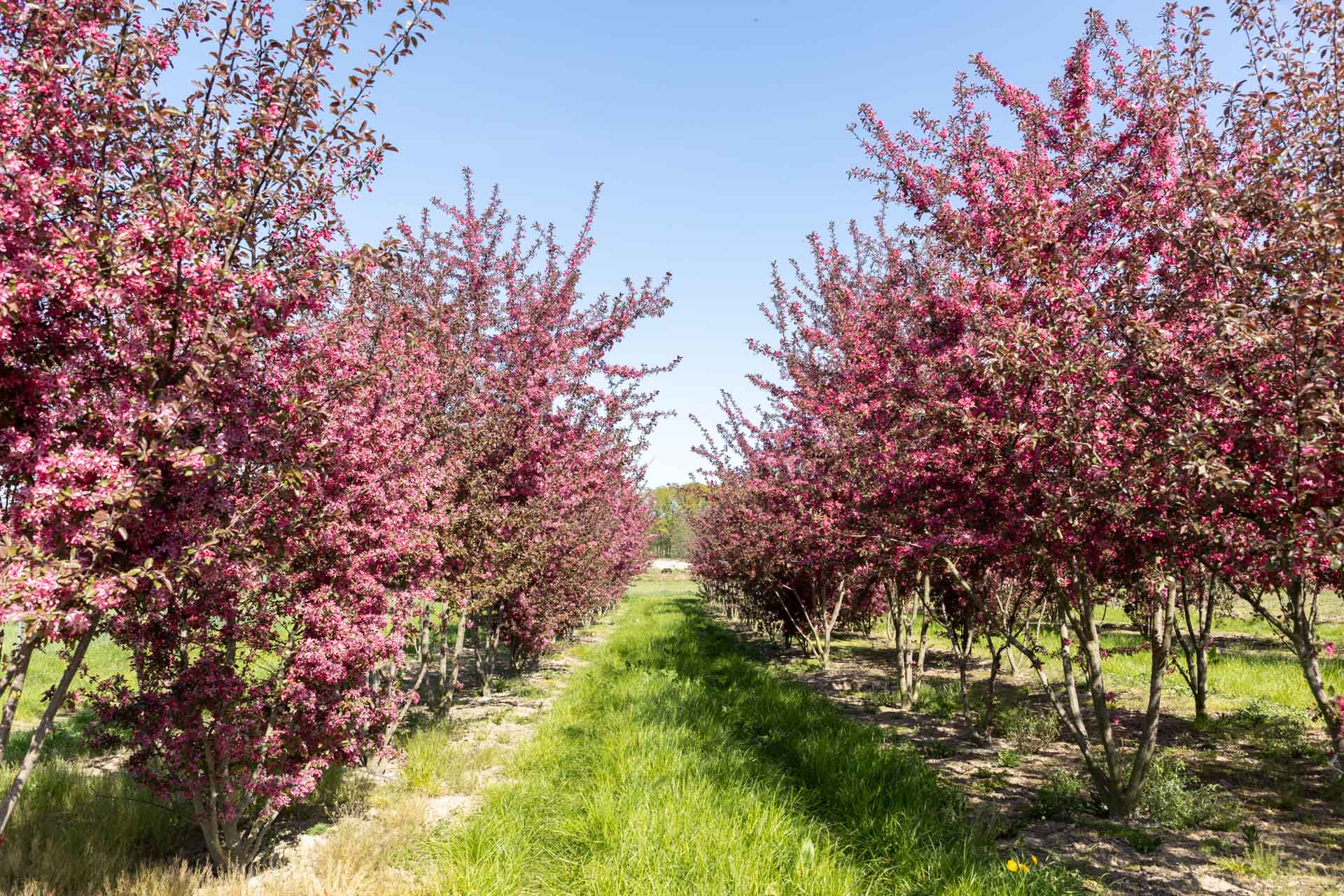 Drzewa alejowe kwitnące jabłoń Malus Peter's Red