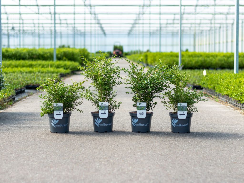Odporne odmiany bukszpanów Betterbuxus®