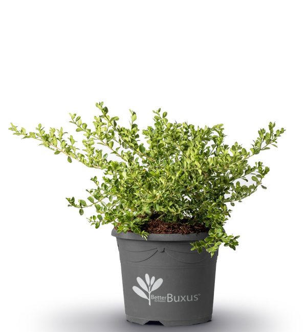 Zdjecie Buxus Babylon Beauty