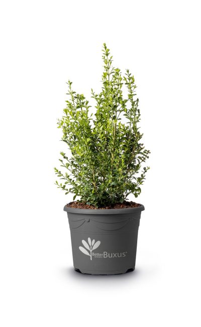 Zdjecie Buxus Heritage