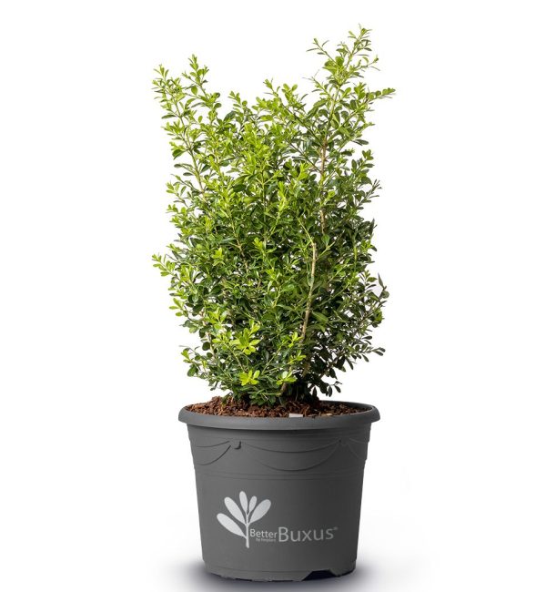 Zdjecie Buxus Skylight