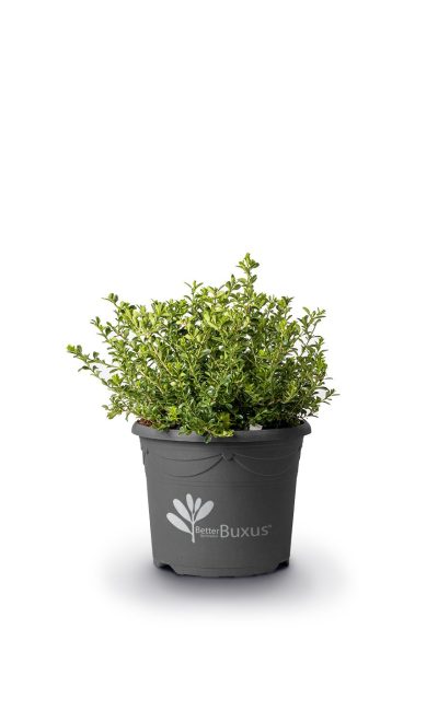 Zdjecie Buxus renaissance